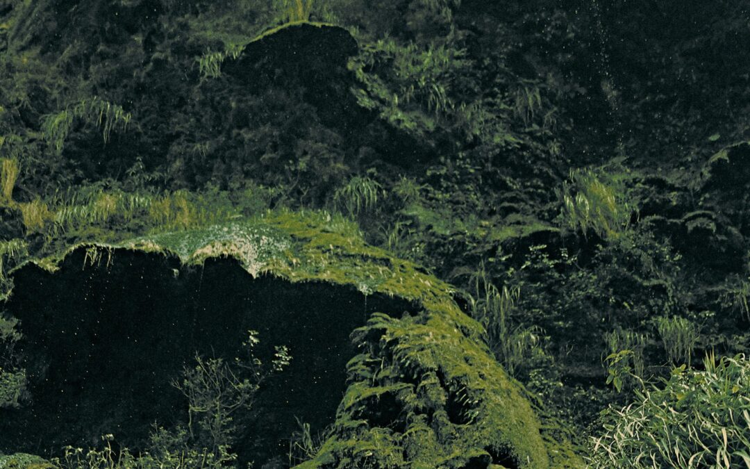 Sembrando Vida para Preservar la Biodiversidad